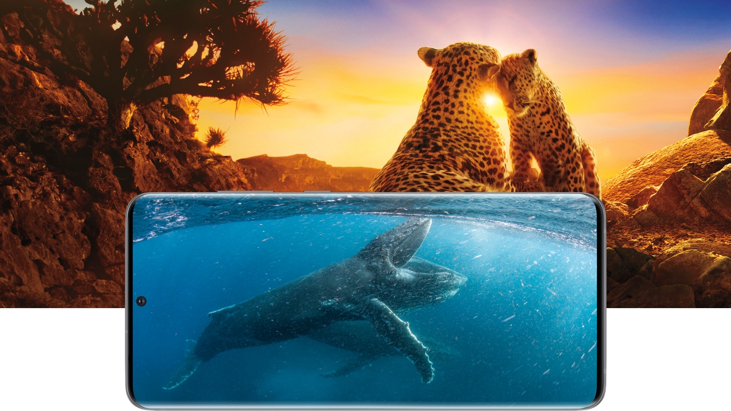 An underwater life scene from the Netflix show Our Planet is shown via the Netflix mobile app on a Samsung Galaxy S20. That image lays atop another from the same show featuring two leopards playing An underwater life scene from the Netflix show Our Planet is shown via the Netflix mobile app on a Samsung Galaxy S20. That image lays atop another from the same show featuring two leopards playing