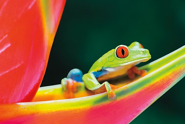 Color with 4K detail