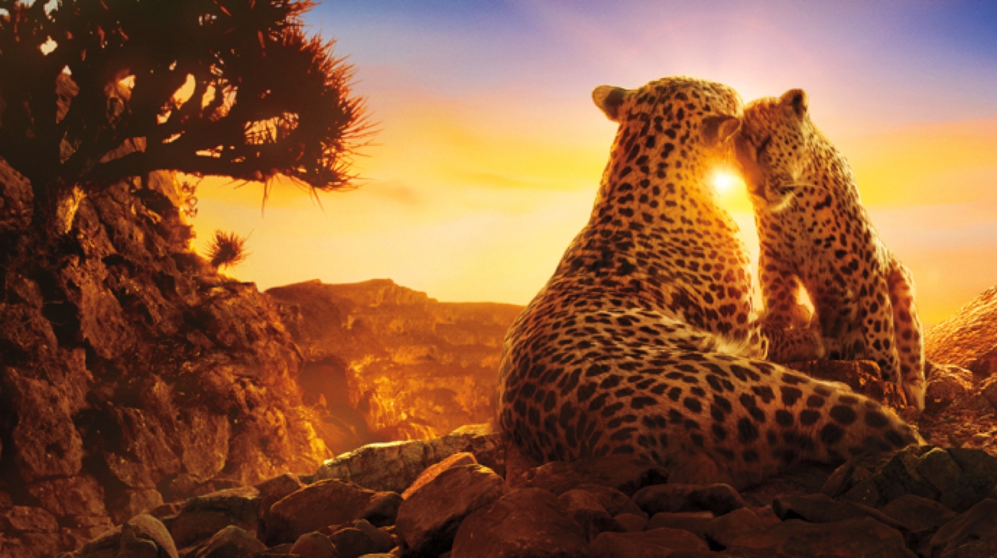 An underwater life scene from the Netflix show Our Planet is shown via the Netflix mobile app on a Samsung Galaxy S10. That image lays atop another from the same show featuring two leopards playing.