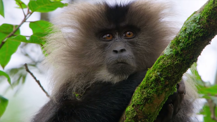 Scene from the Netflix Originals show Our Planet via Netflix mobile app that shows a monkey staring at the camera while sitting in a tree
