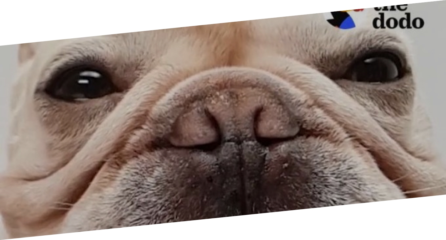 Photo of bulldog from The Dodo