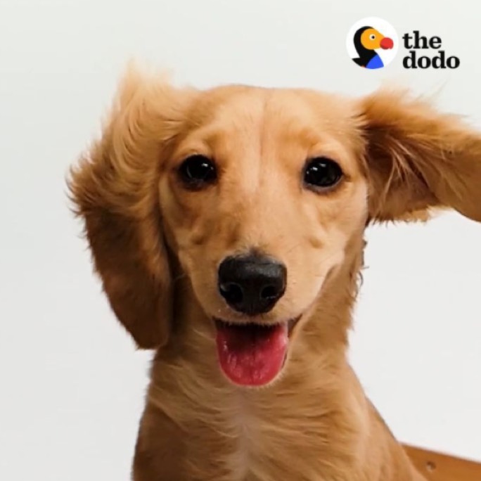 Slow-motion dog videos 