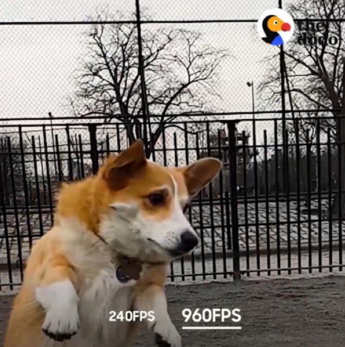 A corgi in the park in Super Slow-mo