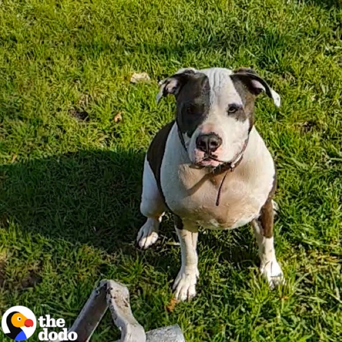 A cute dog playing with a water hose in slow-motion video