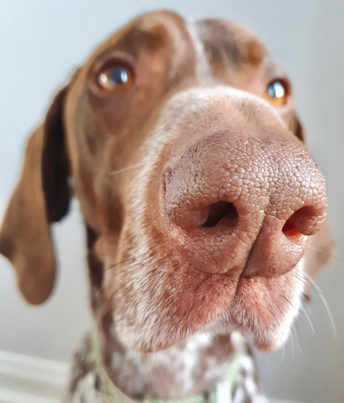 Extreme close-up shot of dog's nose