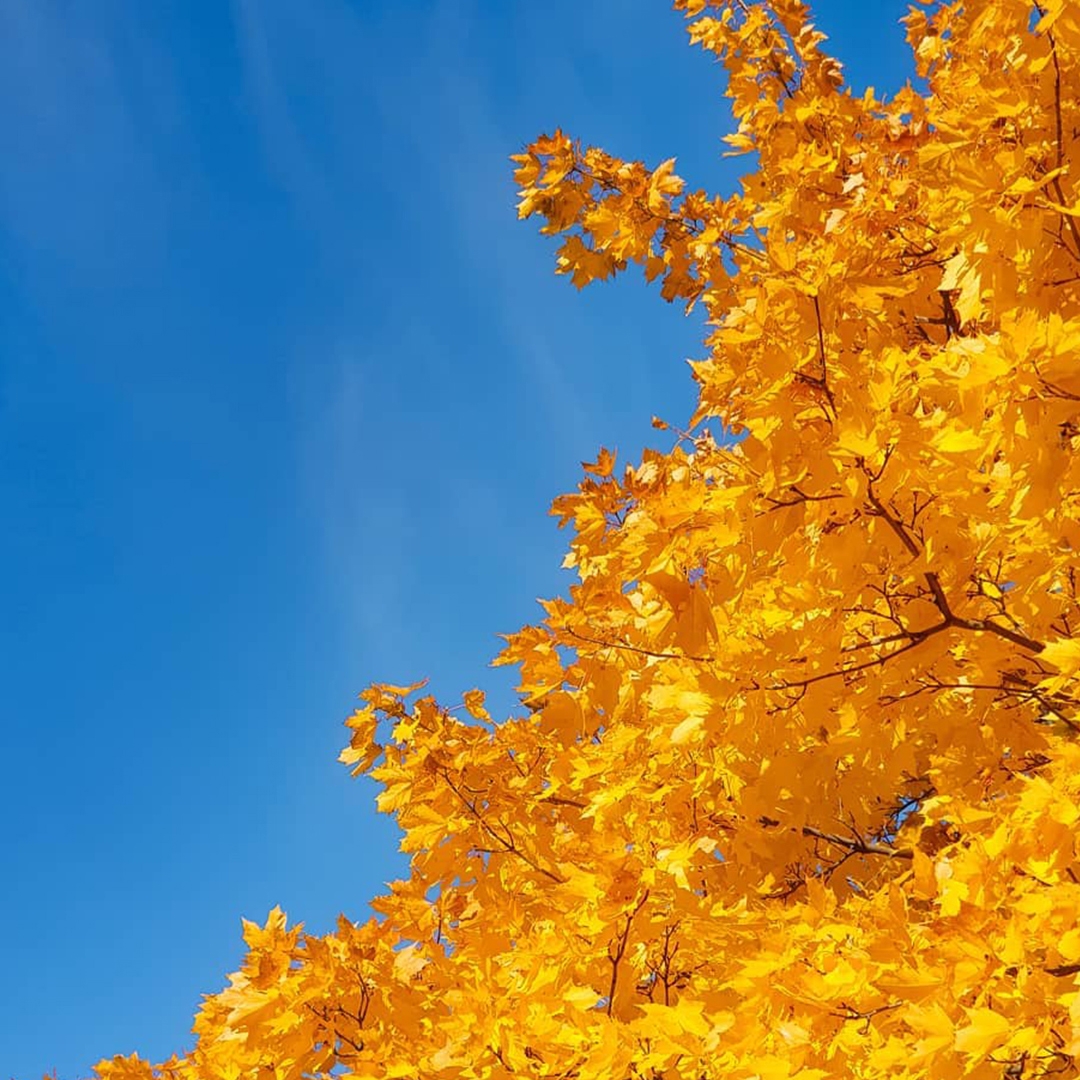 Tree in front of blue sky.