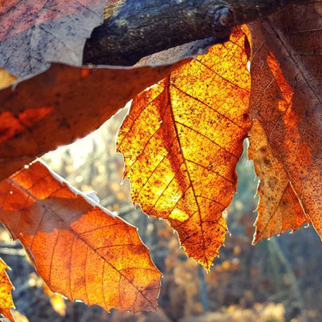 Leaves close up with sun shining through.