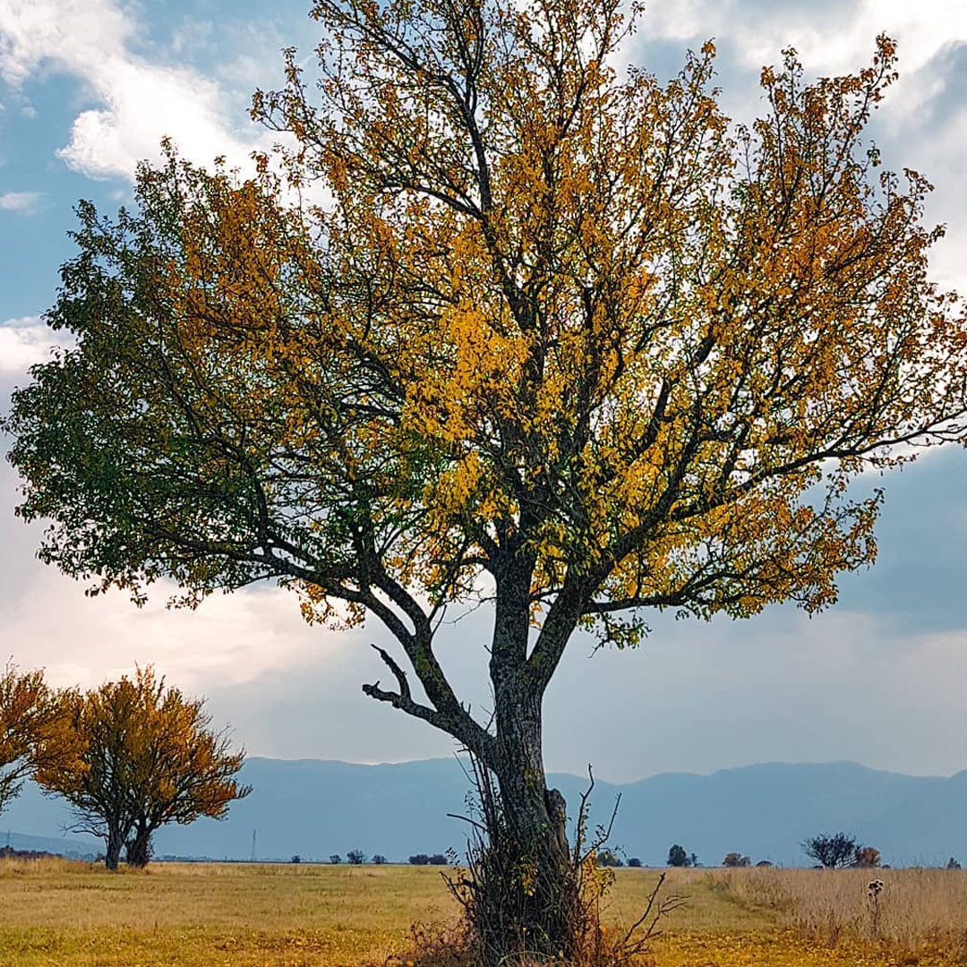 Tree in field.