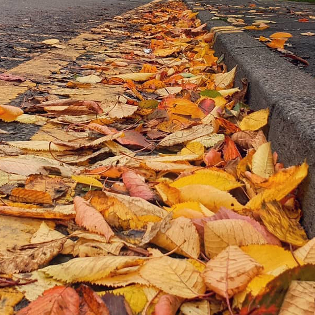 Leaves on street.