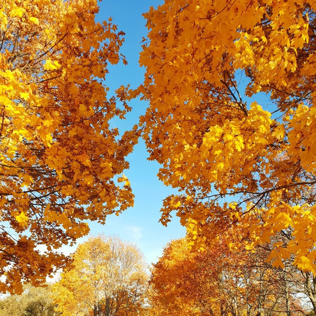 Orange trees in a park