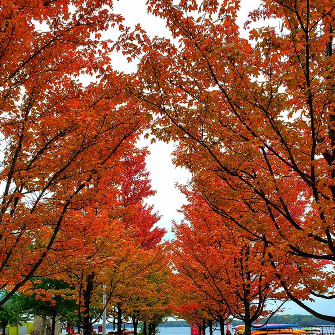 Falls tree lining a walkway