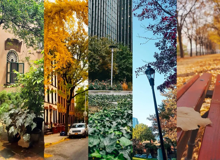 Photos of green and colorful foliage in urban landscapes captured #withGalaxy