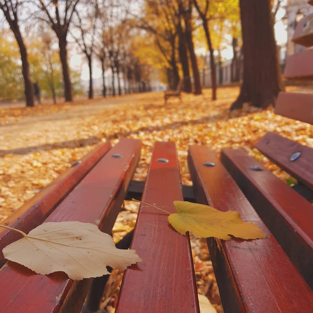 Leaves on park bench
