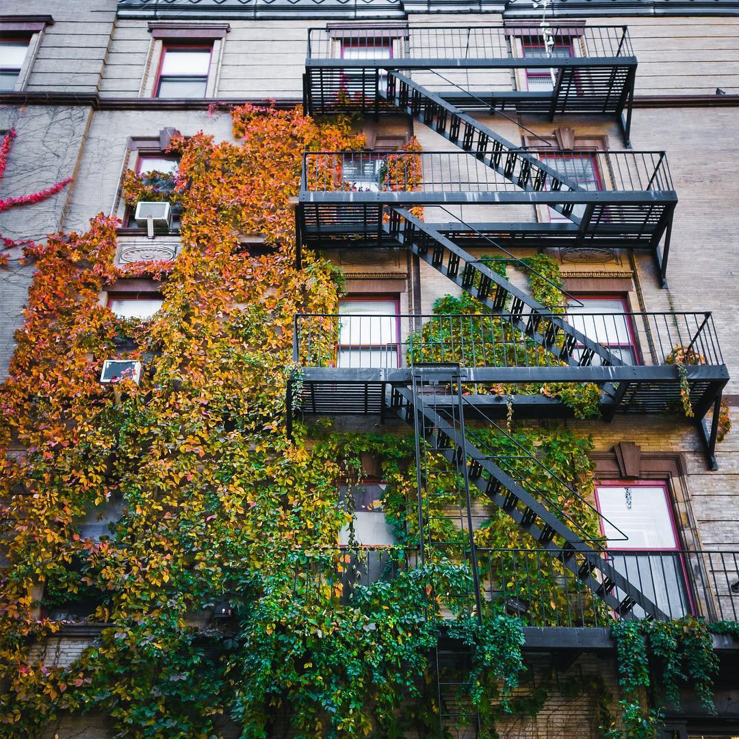 Vines growing on wall next to fire escape.