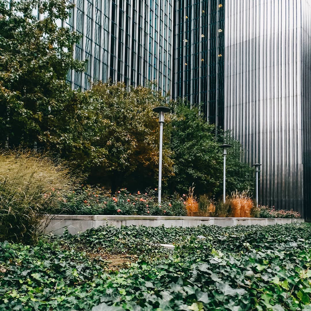 Ivy in front of buildings.