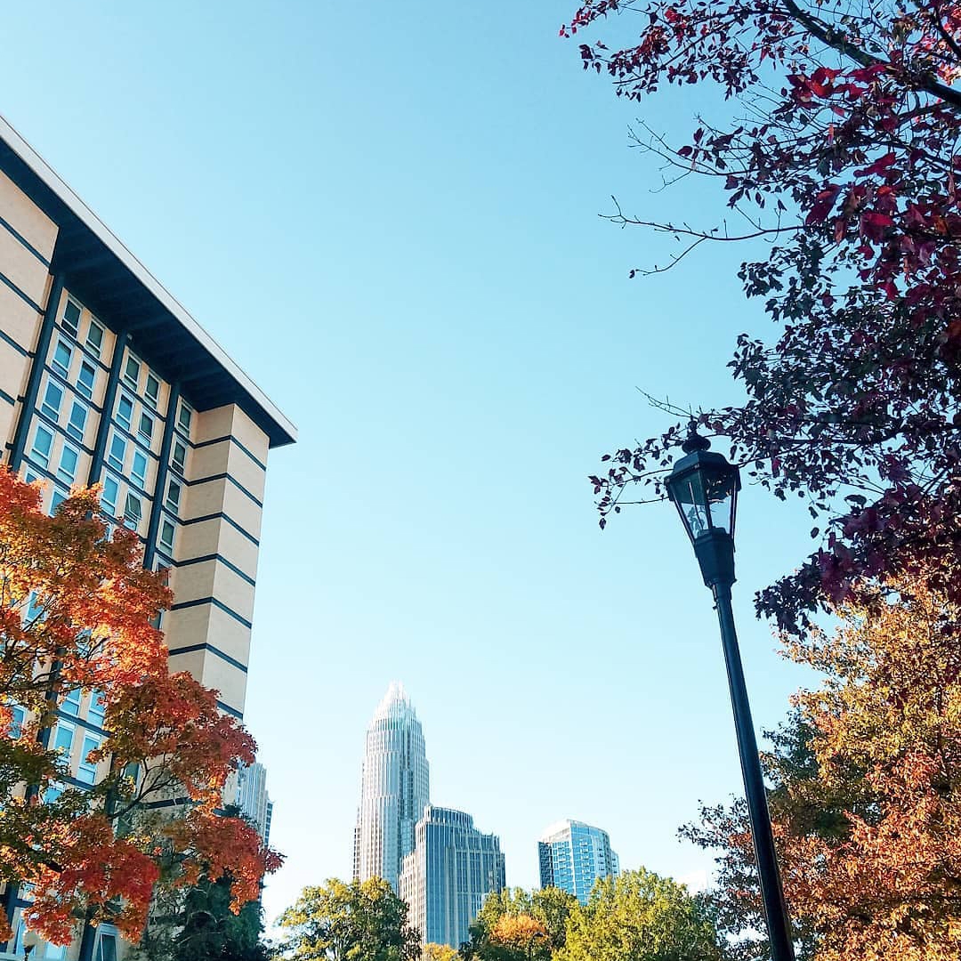 Trees in front of skyline.