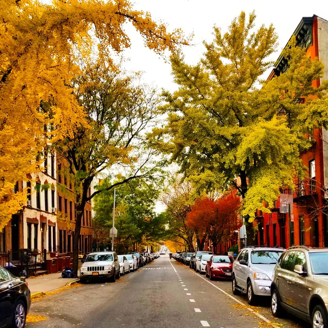 Tree-lined street.