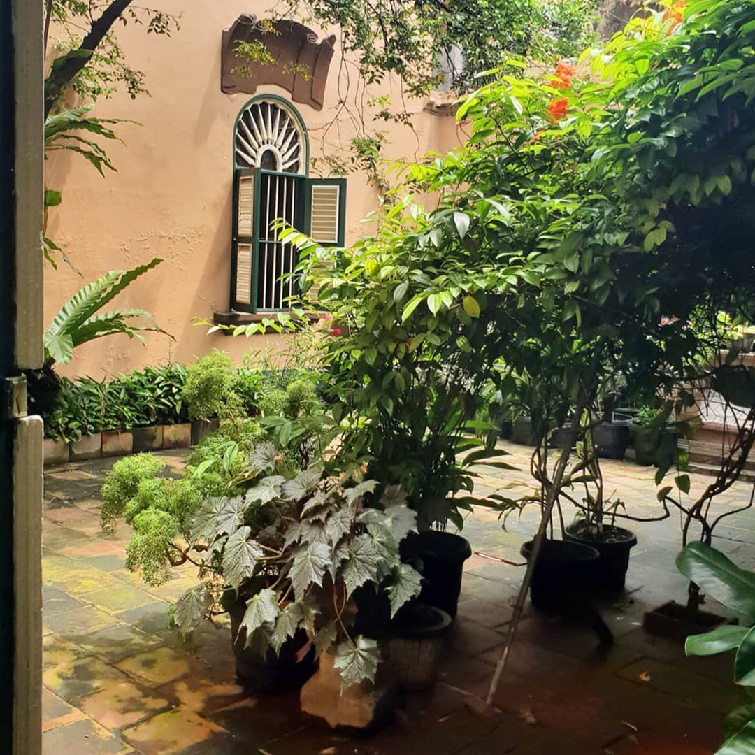Plants in courtyard.