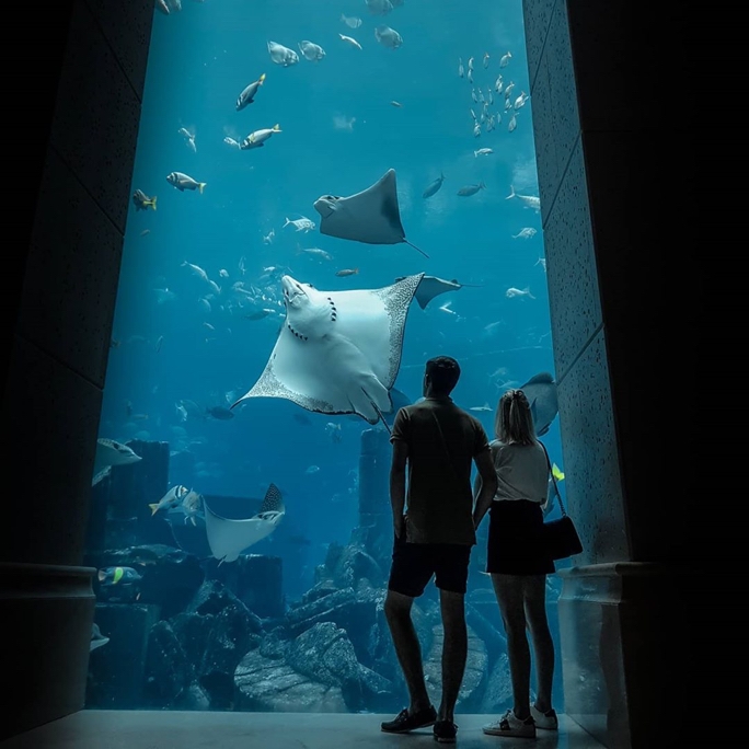A silhouetted image of  a couple standing in front of a large aquarium, the tank is well lit and you can see a variety of marine life including sting rays, fish and more