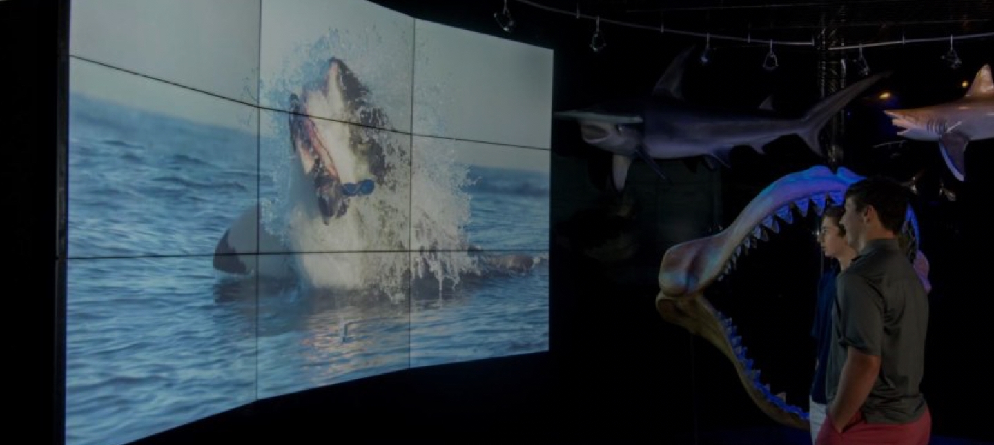 Digital Displays Bring the Wonders of Wildlife Indoors