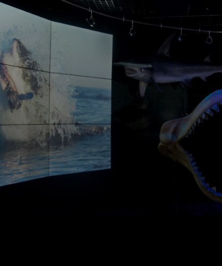 Digital Displays Bring the Wonders of Wildlife Indoors