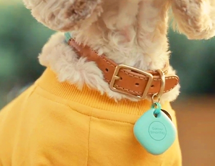 Dog wearing a Samsung SmartTag on their collar