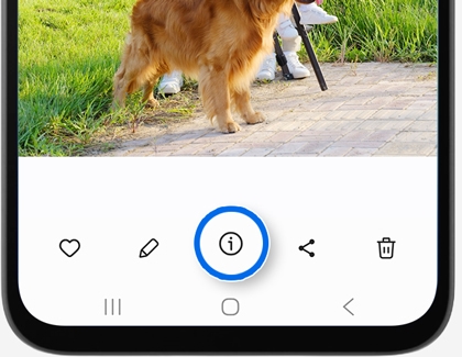 Gallery app toolbar with a blue circle highlighting the information icon below a photo of a dog.
