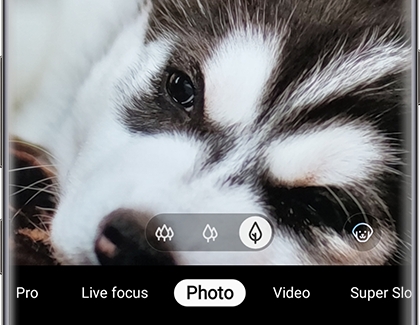 Scene Optimizer Mode on S10 Camera of a Dog