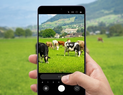 A hand holding a Galaxy S26 Ultra using the camera zoom slider to capture a field of cows at 24MP resolution.