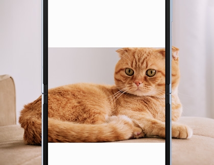 Galaxy Z Flip6 displaying a picture of a cat