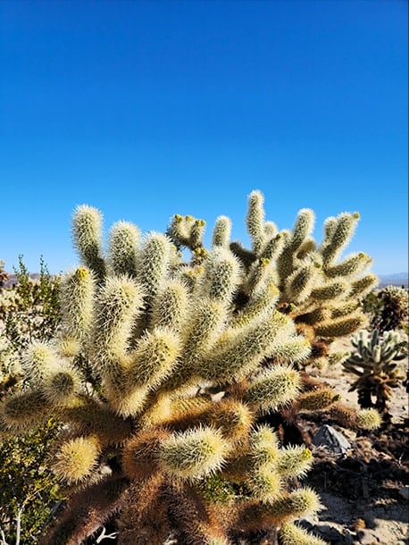 A detailed high resolution shot of spiny cactus plants in the desert with a bright blue sky. A …
