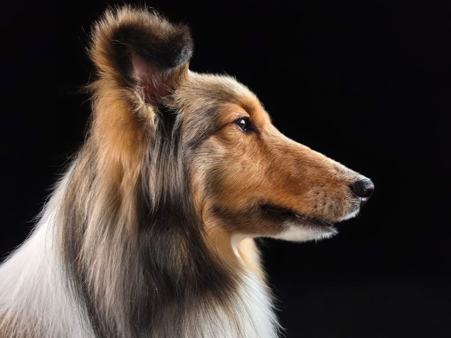 Exemple officiel Samsung mettant en avant les détails du capteur 200 MP